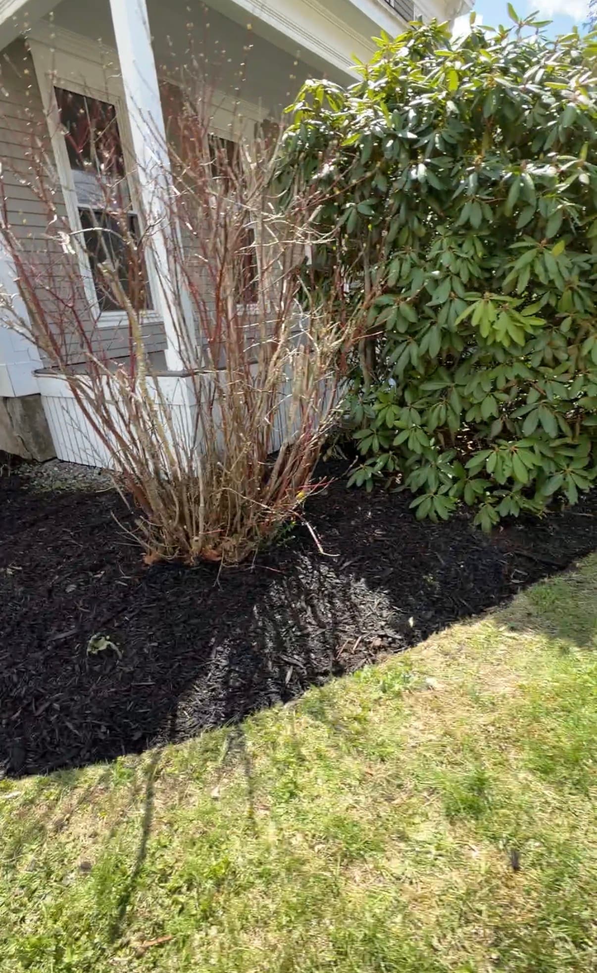 Bare reddish shrub and green rhododendron bush in dark mulched garden bed near a house.